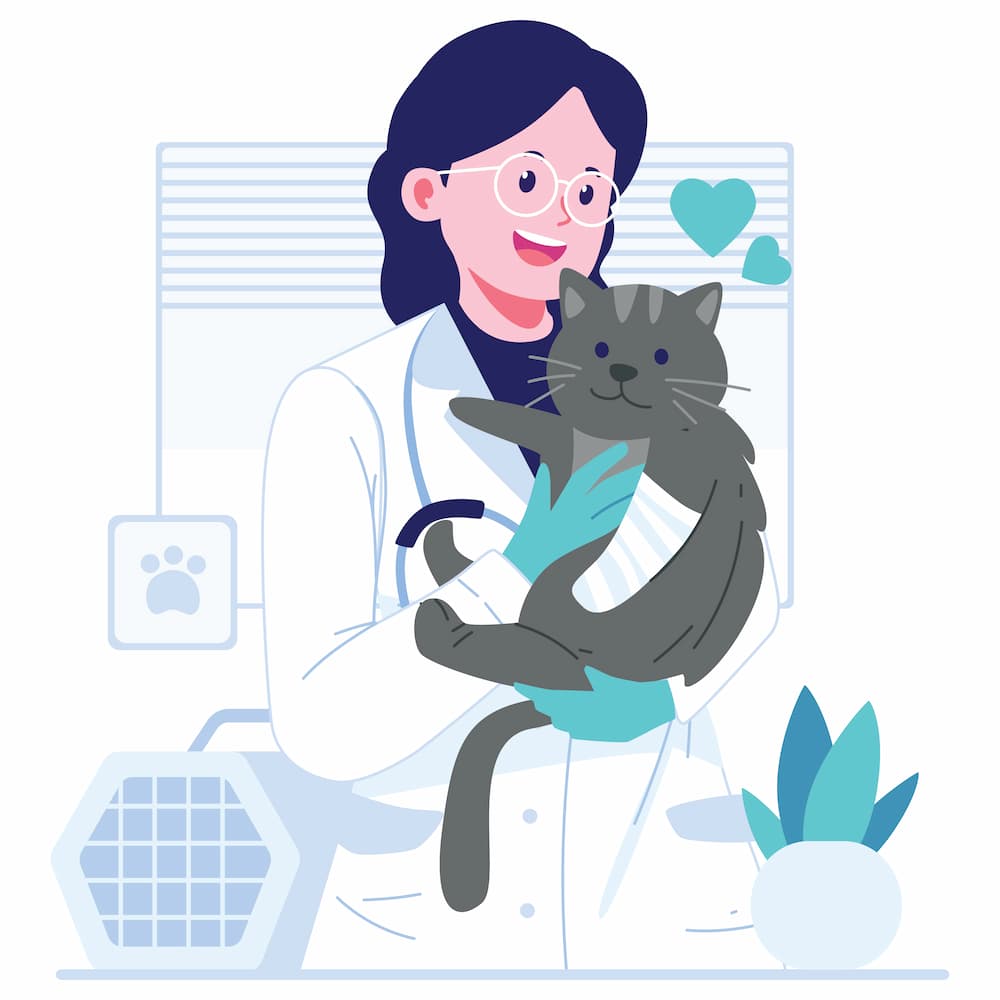 Beste Katzenkrankenversicherung für Ragdoll
